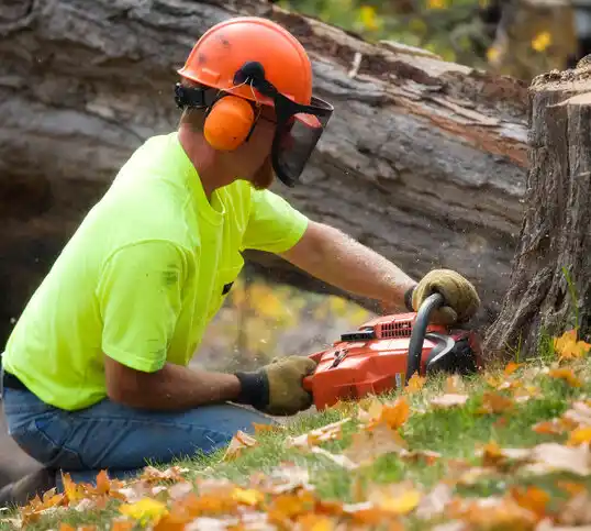 tree services Morrisville